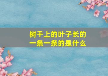 树干上的叶子长的一条一条的是什么