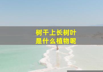 树干上长树叶是什么植物呢