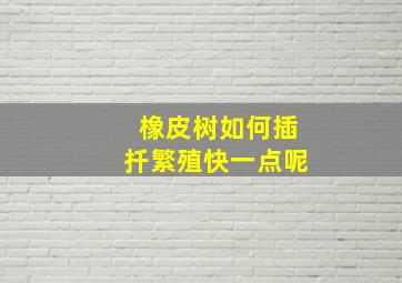 橡皮树如何插扦繁殖快一点呢