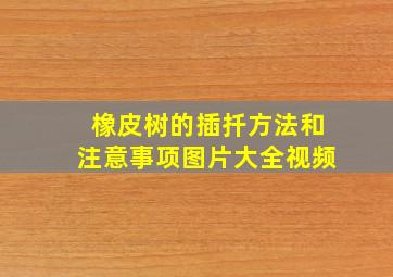 橡皮树的插扦方法和注意事项图片大全视频