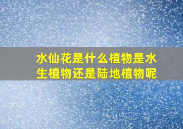 水仙花是什么植物是水生植物还是陆地植物呢