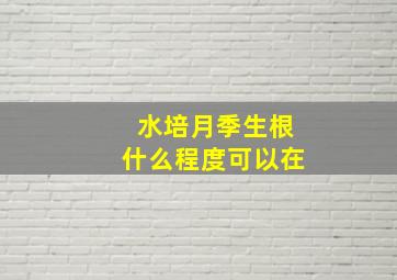 水培月季生根什么程度可以在