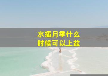 水插月季什么时候可以上盆