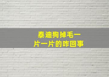 泰迪狗掉毛一片一片的咋回事