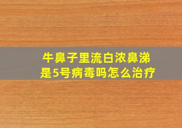 牛鼻子里流白浓鼻涕是5号病毒吗怎么治疗