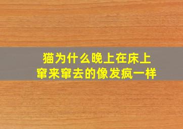 猫为什么晚上在床上窜来窜去的像发疯一样