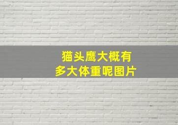 猫头鹰大概有多大体重呢图片