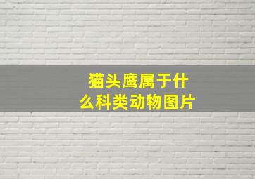 猫头鹰属于什么科类动物图片