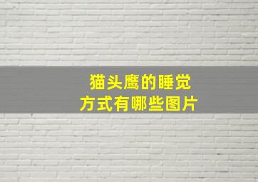 猫头鹰的睡觉方式有哪些图片