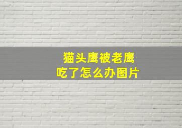 猫头鹰被老鹰吃了怎么办图片