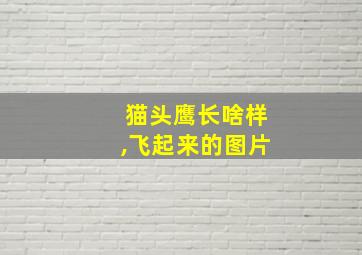 猫头鹰长啥样,飞起来的图片