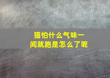 猫怕什么气味一闻就跑是怎么了呢