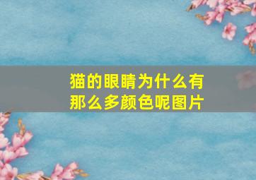 猫的眼睛为什么有那么多颜色呢图片