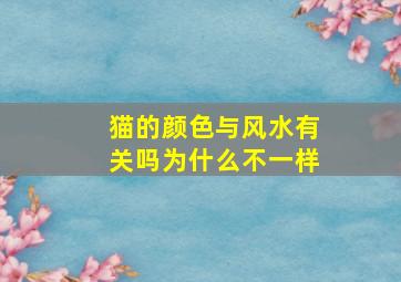 猫的颜色与风水有关吗为什么不一样