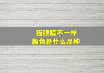 猫眼睛不一样颜色是什么品种