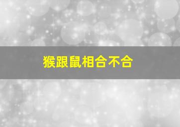 猴跟鼠相合不合