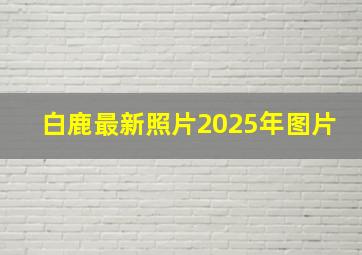 白鹿最新照片2025年图片