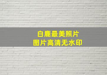 白鹿最美照片图片高清无水印