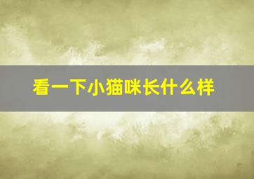 看一下小猫咪长什么样