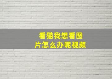 看猫我想看图片怎么办呢视频