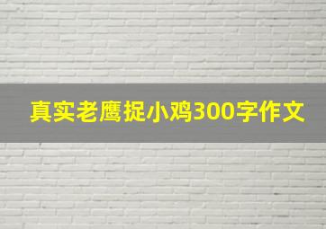 真实老鹰捉小鸡300字作文