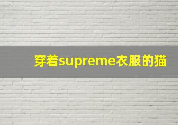 穿着supreme衣服的猫