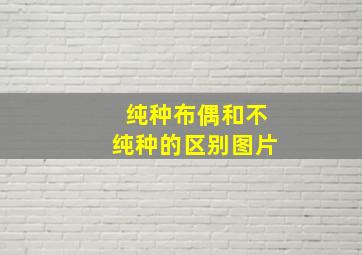 纯种布偶和不纯种的区别图片