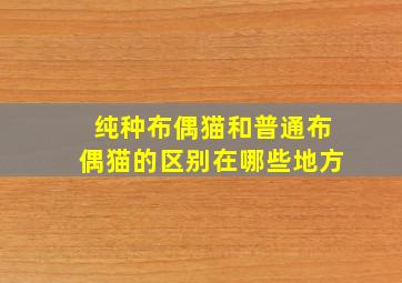 纯种布偶猫和普通布偶猫的区别在哪些地方