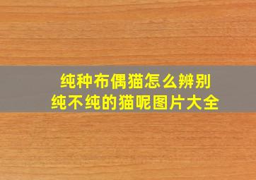 纯种布偶猫怎么辨别纯不纯的猫呢图片大全