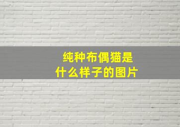 纯种布偶猫是什么样子的图片