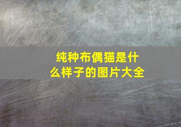 纯种布偶猫是什么样子的图片大全