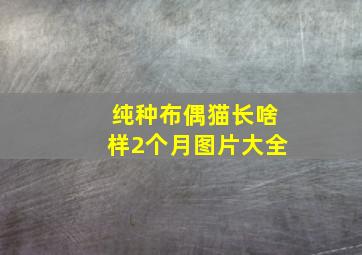 纯种布偶猫长啥样2个月图片大全