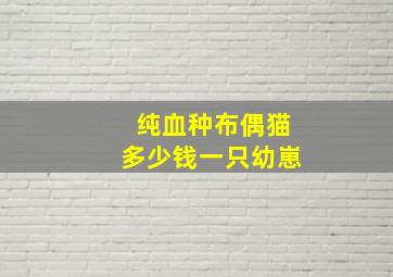 纯血种布偶猫多少钱一只幼崽