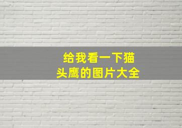 给我看一下猫头鹰的图片大全