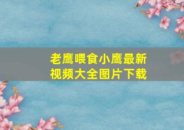 老鹰喂食小鹰最新视频大全图片下载