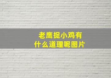 老鹰捉小鸡有什么道理呢图片