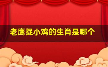 老鹰捉小鸡的生肖是哪个