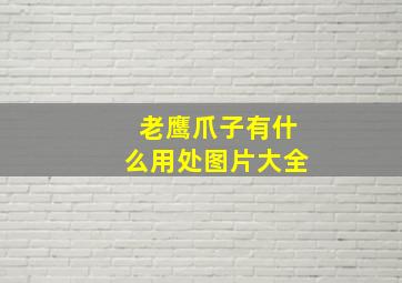 老鹰爪子有什么用处图片大全