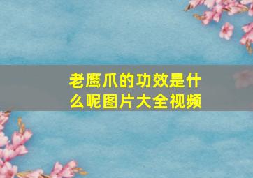 老鹰爪的功效是什么呢图片大全视频