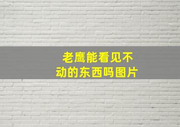 老鹰能看见不动的东西吗图片