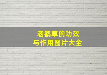 老鹳草的功效与作用图片大全