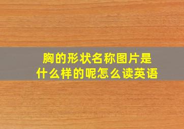 胸的形状名称图片是什么样的呢怎么读英语