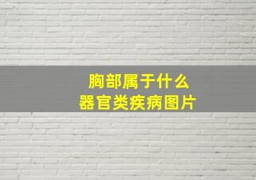 胸部属于什么器官类疾病图片