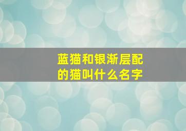 蓝猫和银渐层配的猫叫什么名字