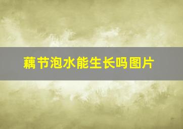 藕节泡水能生长吗图片