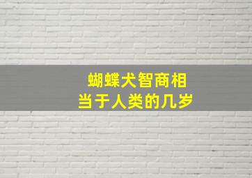 蝴蝶犬智商相当于人类的几岁