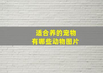 适合养的宠物有哪些动物图片