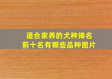 适合家养的犬种排名前十名有哪些品种图片