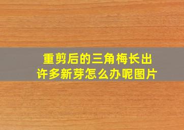 重剪后的三角梅长出许多新芽怎么办呢图片