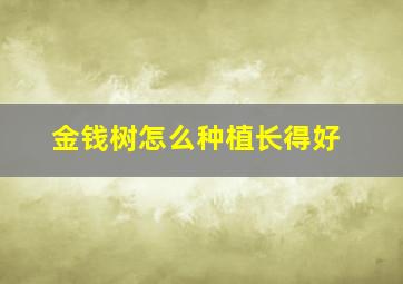 金钱树怎么种植长得好